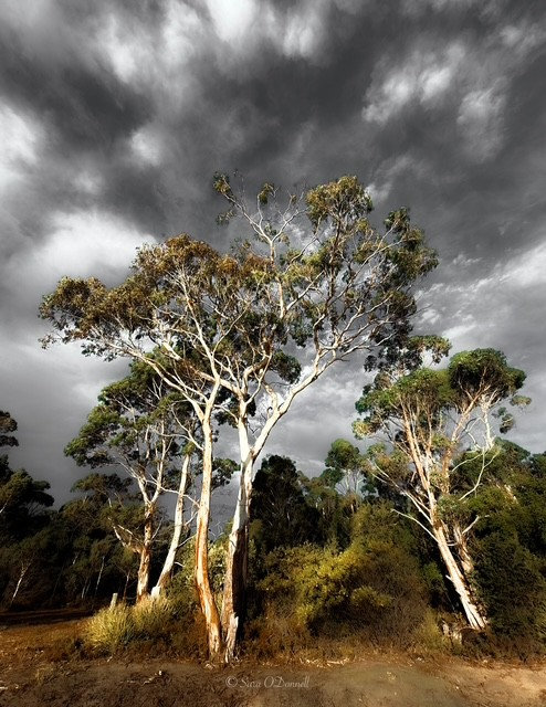 Ghostly Gums